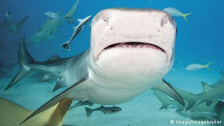 Zum Thema - Deutsche Touristin Jana Lutteropp stirbt nach Hai-Attacke