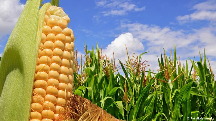 Cultivo de maíz en Ucrania.