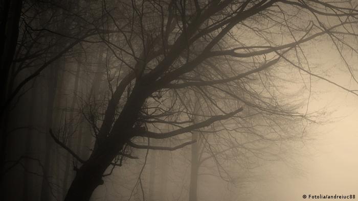 Umrisse eines kahlen Baums im Nebel.