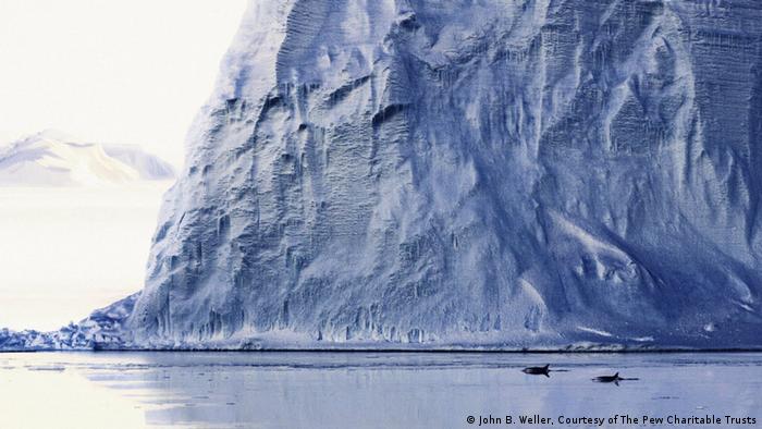 Pods of killer whales patrol the ice edges in the Ross Sea (Photo: John B. Weller)