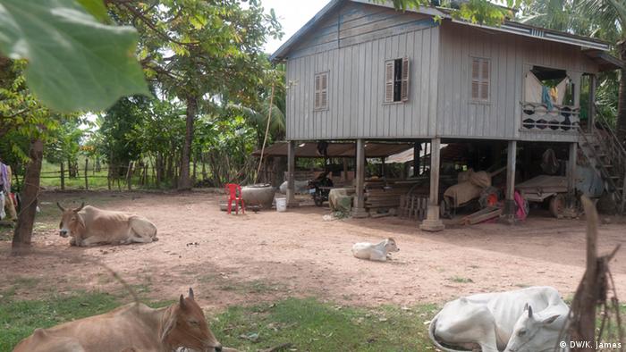 A traditional Cambodian house, on stilts, with space underneath for storage and keeping animals. Some cows are in the foreground (photo: Kyle James) 