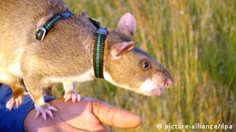 Ratten helfen bei der Minenräumung
