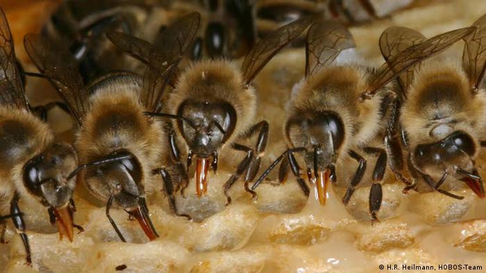 Honigbiene HOBOS Verhaltensbiologie