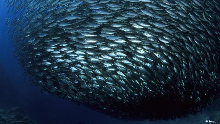 School of herring