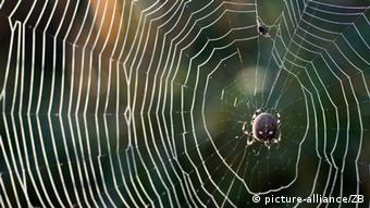 Οι αραχνοφοβικοί είδαν δύο φορές πιο συχνά την αράχνη αντί του λουλουδιού