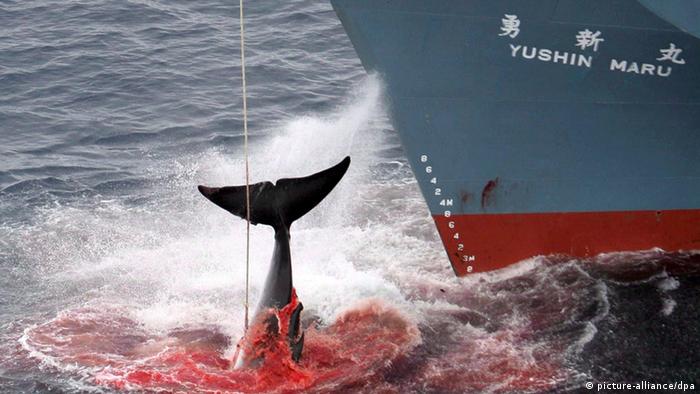 caça as baleias