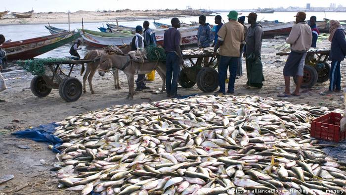 Fischverkäufer in Nouadhibou, Mauretanien