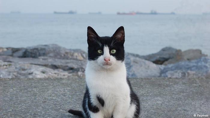 Bildergalerie Katzen in Istanbul