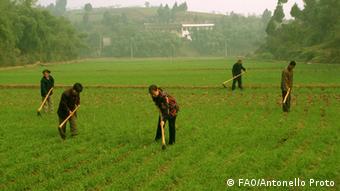 Family Farming China