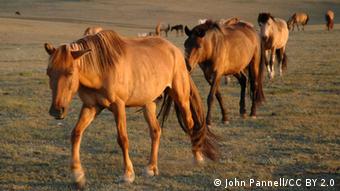 Horses belonging to Mongolian herders (Photo: John Pannell/CC BY 2.0)
