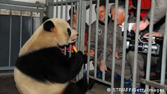 Chinesische Pandabären nach Belgien