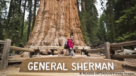 Bildergalerie Bäume General Sherman Giant Sequoia 