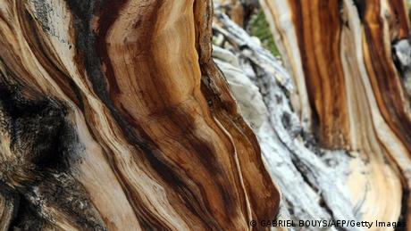Bildergalerie Bäume Kiefer in den White Mountains