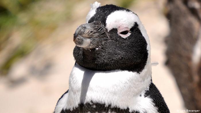 The endangered African (Jackass) penguin.
(Photo: Lars Bevanger / DW)