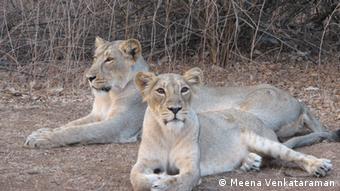Two lions in the Gir National Park in India (Photo: Meena Venkataraman) 