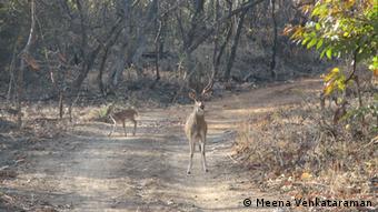 Animals in the Gir National Park in India (Photo: Meena Venkataraman)