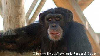 African chimpanzees are among species facing the threat of extinction