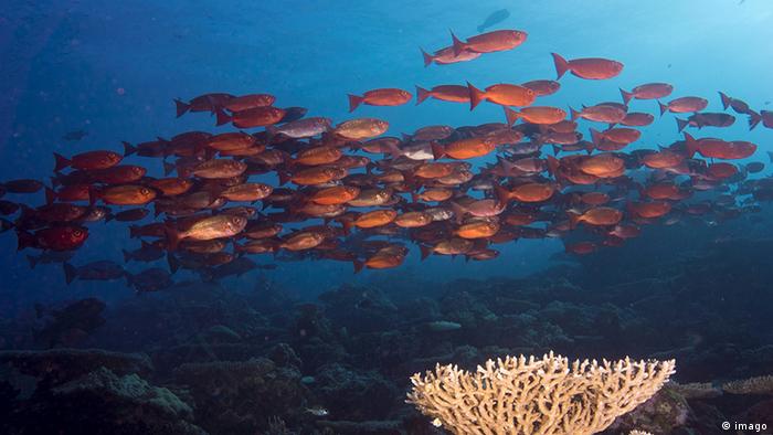 Palau Inseln im Pazifik Unterwasserwelt 