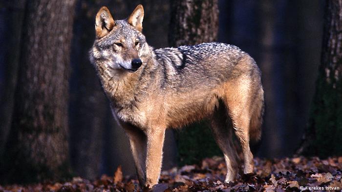 A wolf in Romania