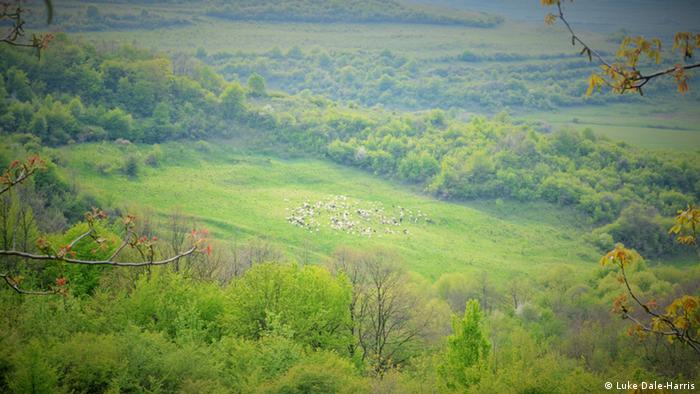 Sheep on a hill in Transylvania
