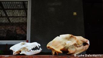 A bear and a wolf skull
