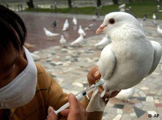In this photo released by China's official Xinhua news agency, a worker at Qingluyuan Pigeon Square injects bird-flu bacterin into a pigeon in Nanjing, capital of east China's Jiangsup province, on Monday November 7, 2005. It said, more than 400 pigeons at the square were vaccinated in the latest week. (AP Photo/Xinhua) 