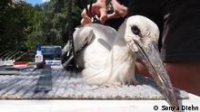 white stork being tagged