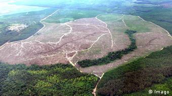 Lack of political interest in the protection of nature has led to growing rate of deforestation in Indonesia