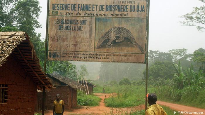 Dja Wildreservat in Kamerun (Foto: AFP/Getty Images)