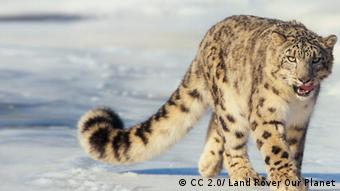 A snow leopard in the Altai mountains (Photo: http://bit.ly/1qWaBsP /CC 2.0/ Land Rover Our Planet) 
