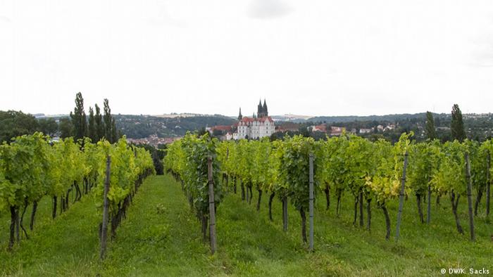 Виноградники вокруг замка Прошвиц