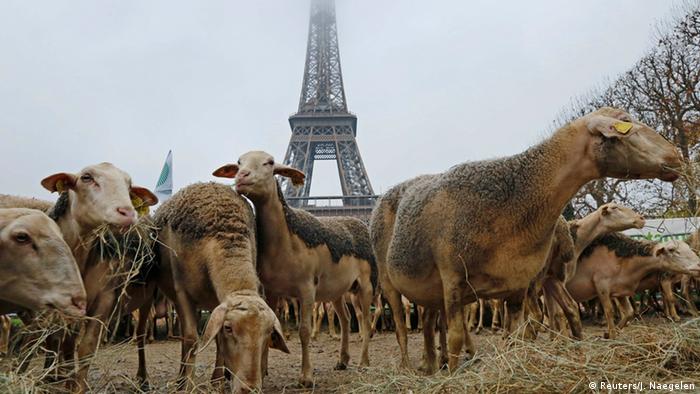 Paris - Sheep at the Eifel Tower
