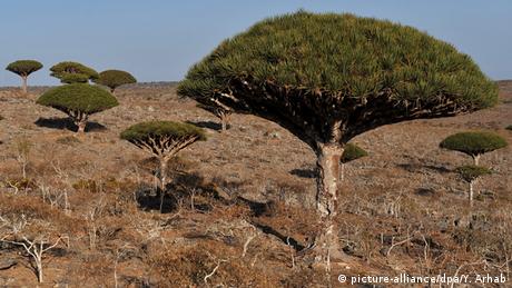 Jemen Drachenbaum auf der Insel Sokotra im Indischen Ozean