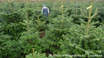 Η συντριπτική πλειοψηφία των χριστουγεννιάτικων δέντρων προέρχεται από φυτώρια