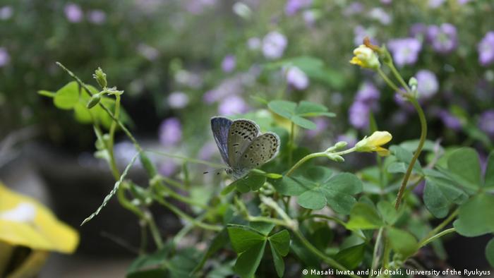 Muchas mariposas Pale Blue Grass presentan mutaciones tras el accidente nuclear de Fukushima.