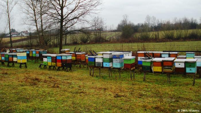 Produktion von Bienengift Apitoxin in Bosnien und Herzegowina