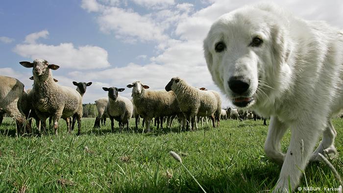 Dog peering into camera with sheep behind (Photo: NABU/K. Karkow)