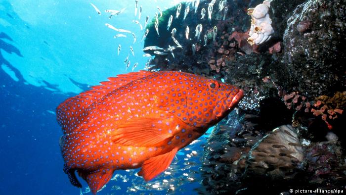 A bright orange fish on a reef