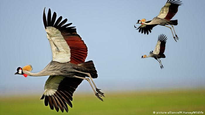 Three grey-crowned cranes in flight