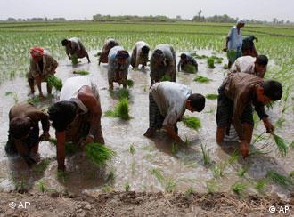 Bauern beim Reisanbau (Quelle: AP)