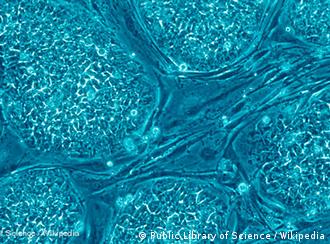 Menschliche embryonale Stammzellen
Menschliche embryonale Stammzellen Copyright: Public Library of Science/Wikipedia