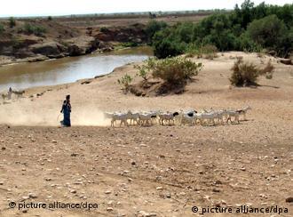 Nomadin hütet Ziegen in Äthiopiens Krisenregion Ogaden 