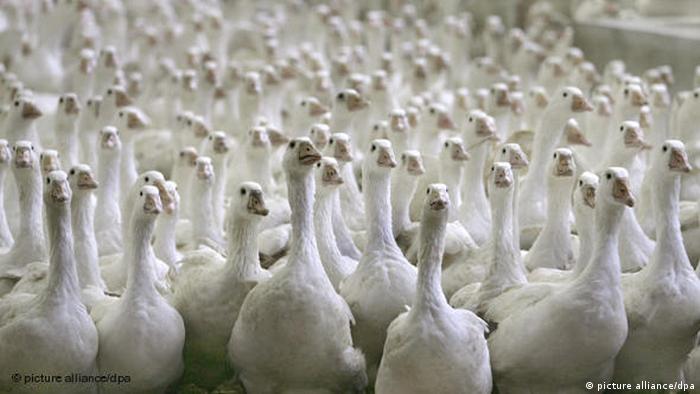 Gripe aviar 