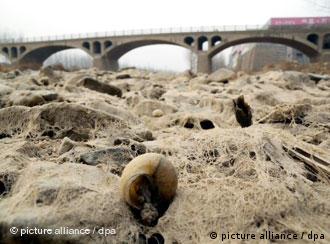 Dead snails are seen on the riverbed of a dried-up river during a drought in Kouguan village, Wulian county, Rizhao city, east Chinas Shandong province, 28 January 2011. Drought continues to plague many parts of China, with tens of thousands people suffering water shortages and millions of others affected. Since October, little rain has fallen in several provinces including Shandong, Hebei, Henan, Anhui, Shanxi and Jiangsu. The State Council, Chinas Cabinet, allocated 2.2 billion yuan (US$334 million) for farm irrigation and drought-relief equipment and supplies on Thursday (27 January 2011). The central government has earmarked 4 billion yuan to ensure drinking water supply and water conservation projects in drought-hit regions. 