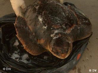 A turtle found dead on a coast in Spain

(Photo: DW)